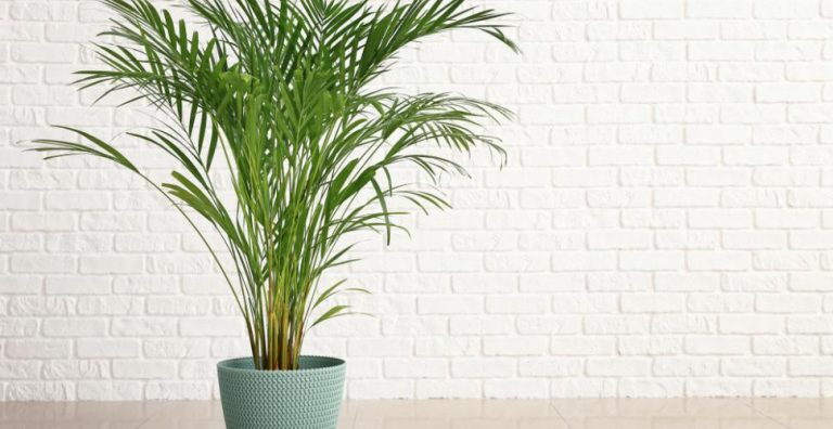 Арека (Chrysalidocarpus Lutescens)