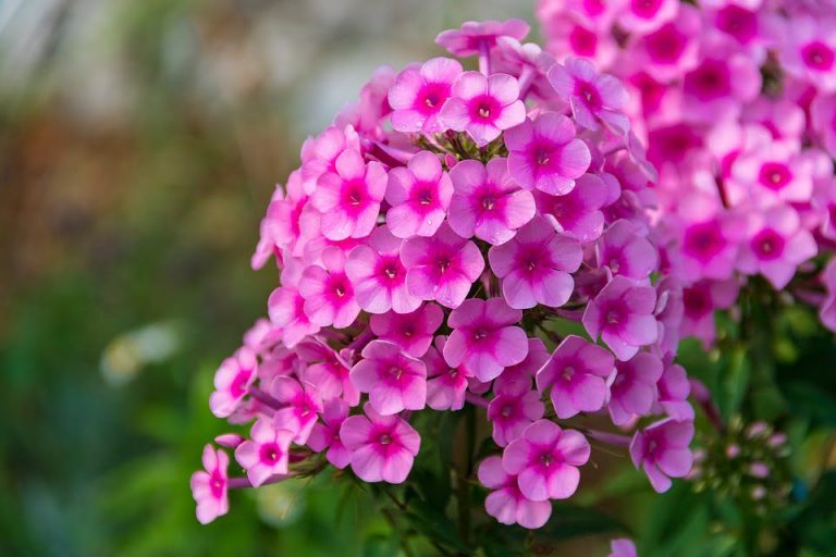 Azaliya ili rododendron indikum list po uhodu