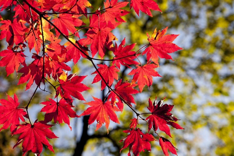 Klen yaponskiy acer palmatum sovety po vyraschivaniyu