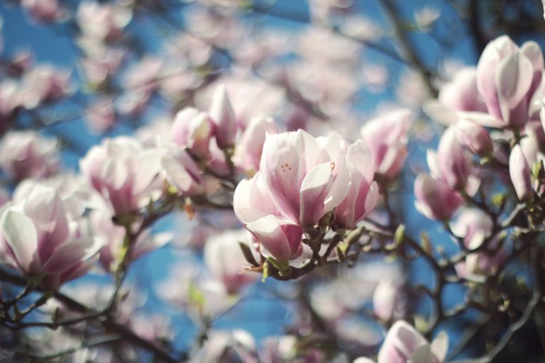 Magnoliya vyraschivanie i uhod