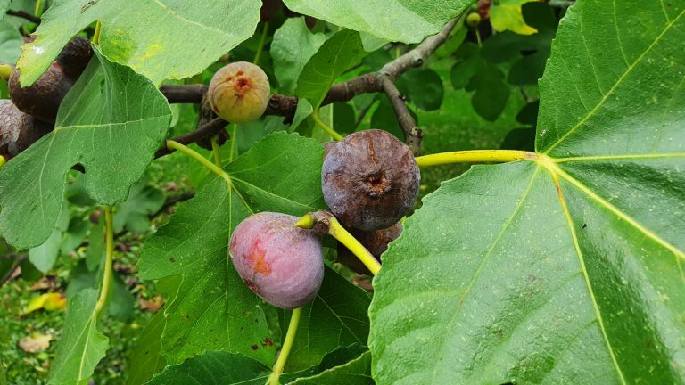 Смоковница (Ficus Carica), посадка, выращивание и уход