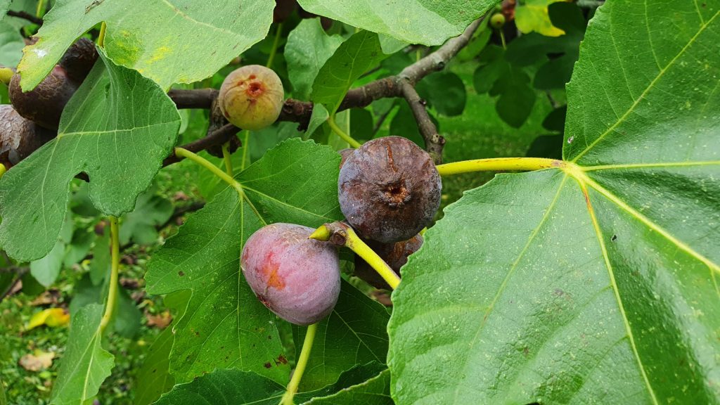 Смоковница (Ficus Carica), посадка, выращивание и уход