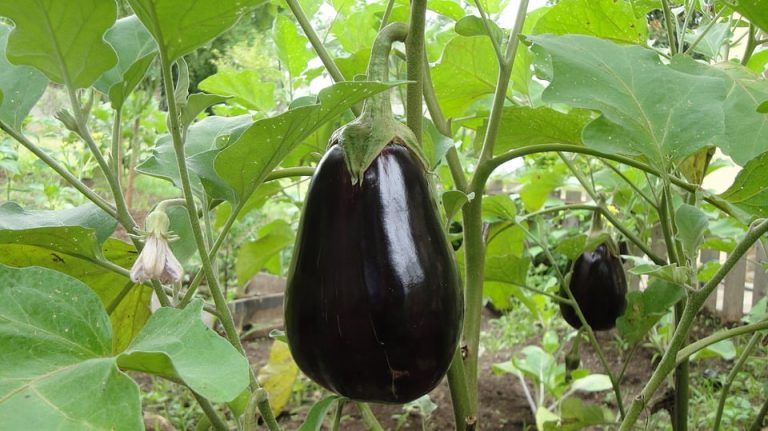 Выращивание баклажанов и уход за Solanum melongena