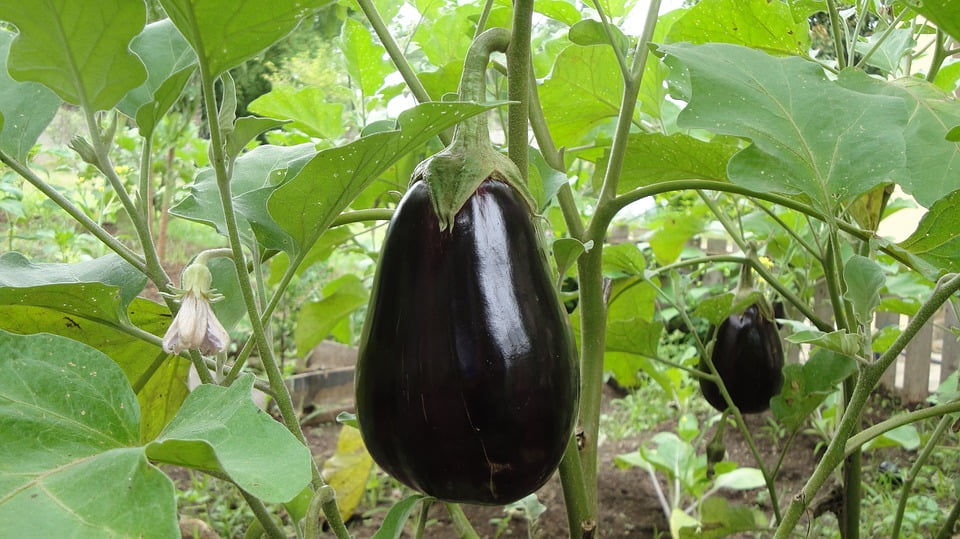 Выращивание баклажанов и уход за Solanum melongena
