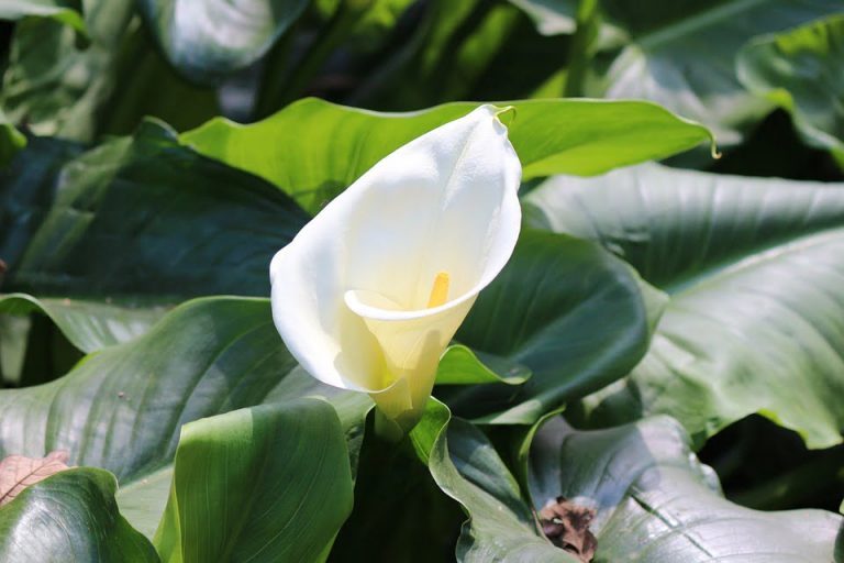 Le Calla: советы по выращиванию