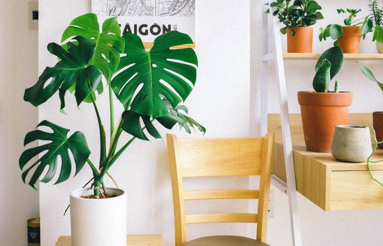 Monstera Deliciosa, комнатное растение