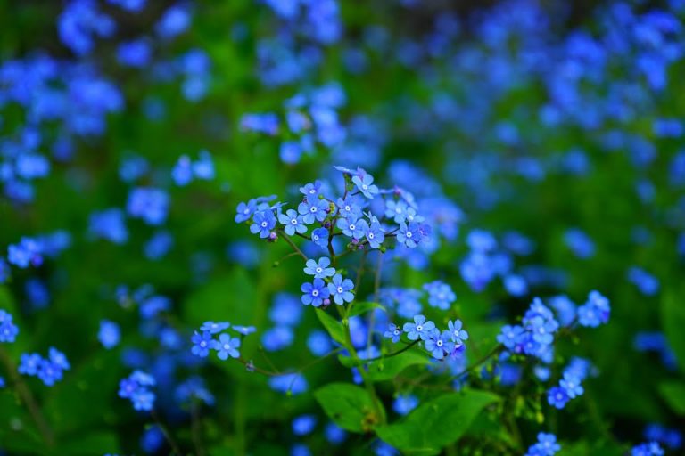Myosotis, дикие голубые весенние цветы