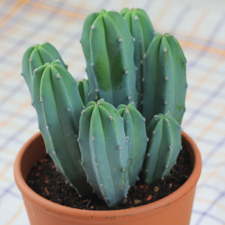 Myrtillocactus Geometrizans: советы по выращиванию