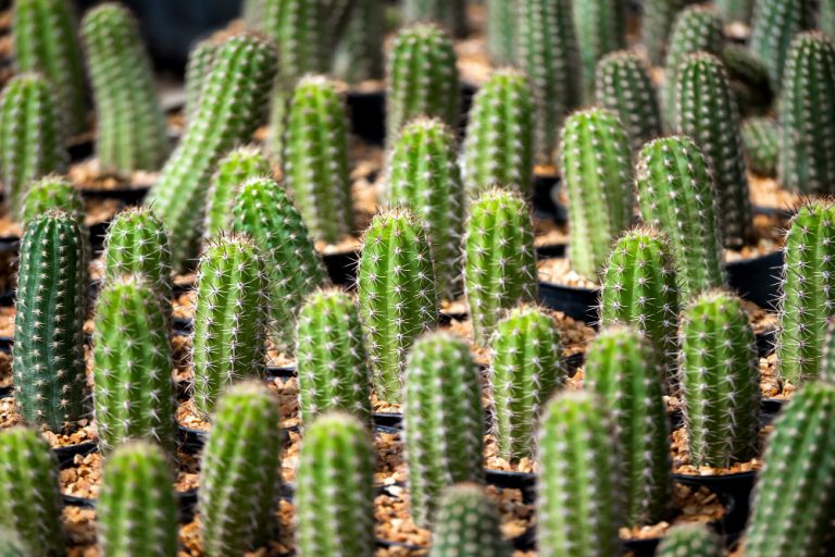 Pachycereus Pringlei: выращивание и содержание