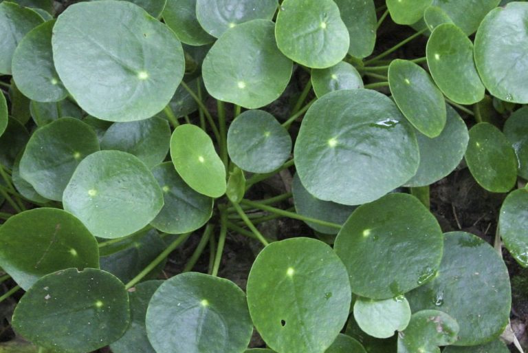 Pilea Peperomioides: выращивание китайского денежного растения