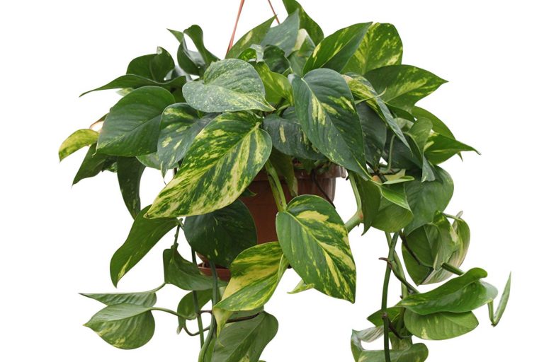 Pothos (Scindapsus Aureus) — растение для вашего интерьера