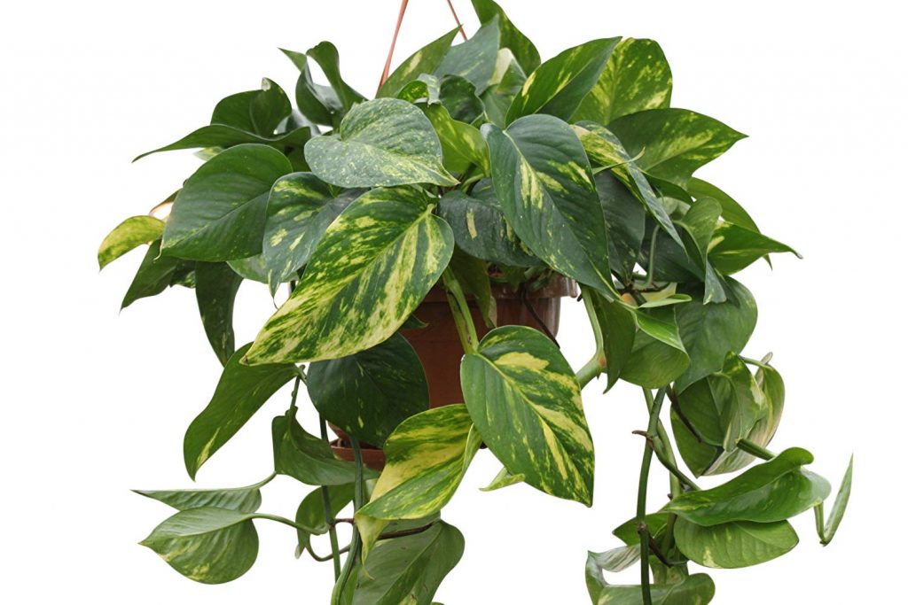 Pothos (Scindapsus Aureus) - растение для вашего интерьера