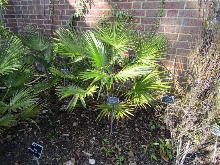 Trachycarpus Wagnerianus, миниатюрная пальма в саду